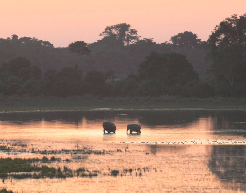 Elephant, one of the species behind Dzukou product names – Dzukou blog