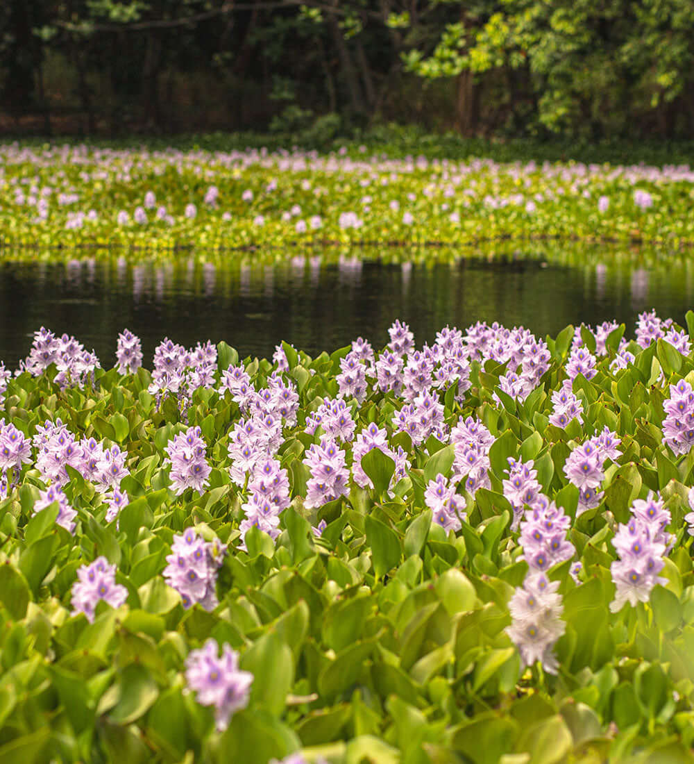water hyacinth in a pond