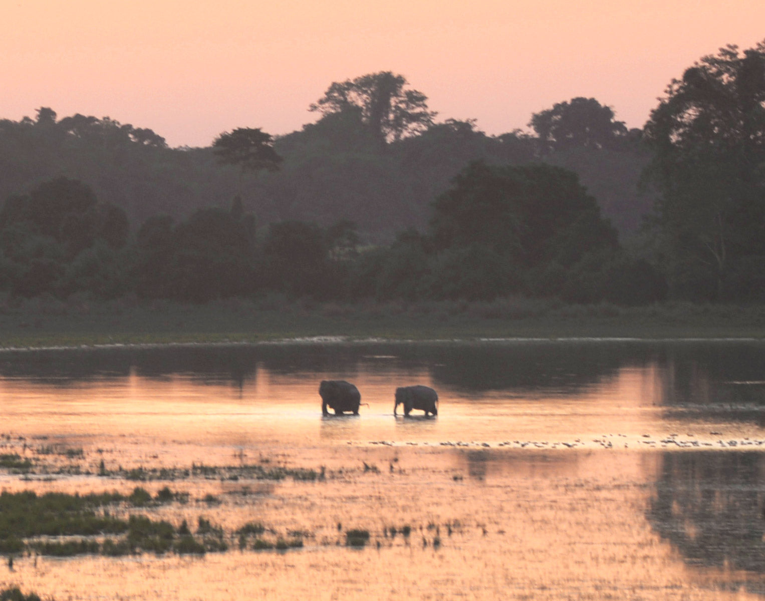 The Species Behind Our Product Names: Real Animals, Real Ecosystems