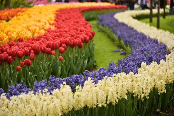 Keukenhof: The Bloom Boom