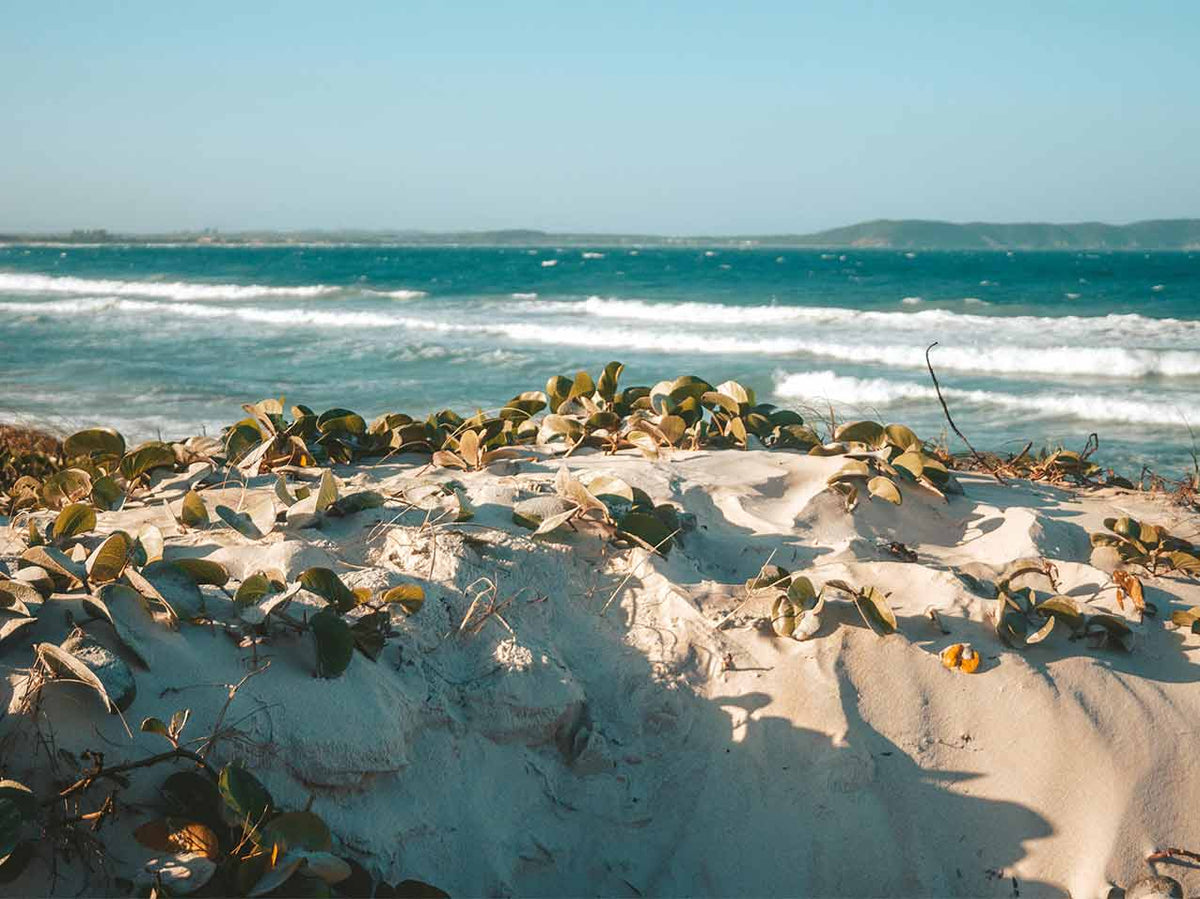 Cabo Dune — Where the Desert Meets the Sea