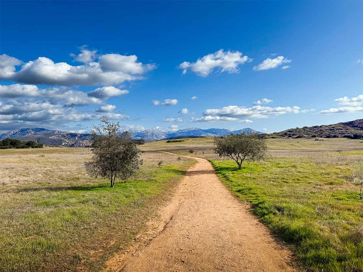 Coyote Trail — Where the Wild Moves Quietly