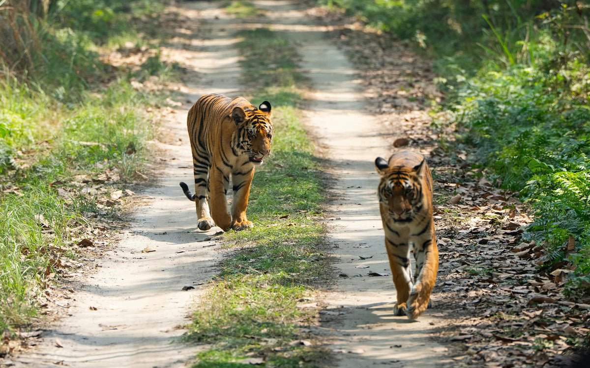 Jim Corbett — Where the Wild Still Moves